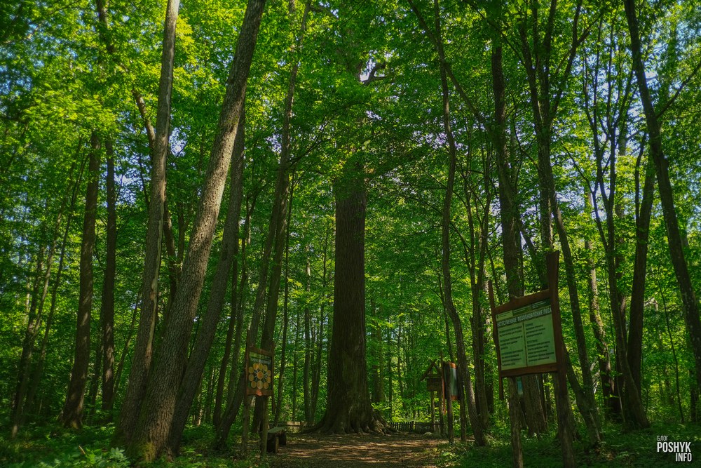 История деревни Дубрава 1