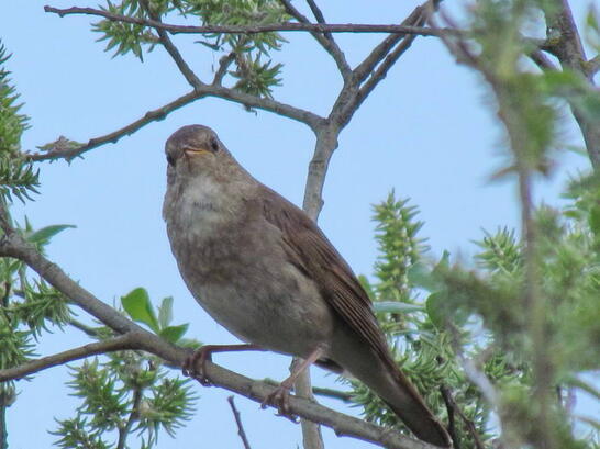 Январская трель соловья