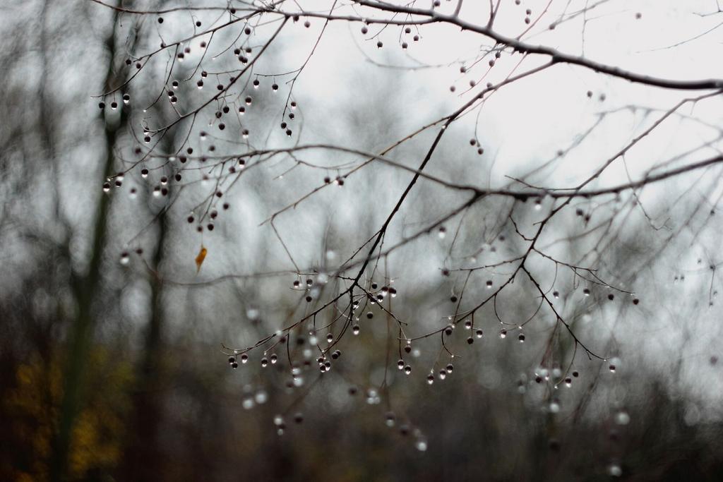 Дождливый январь