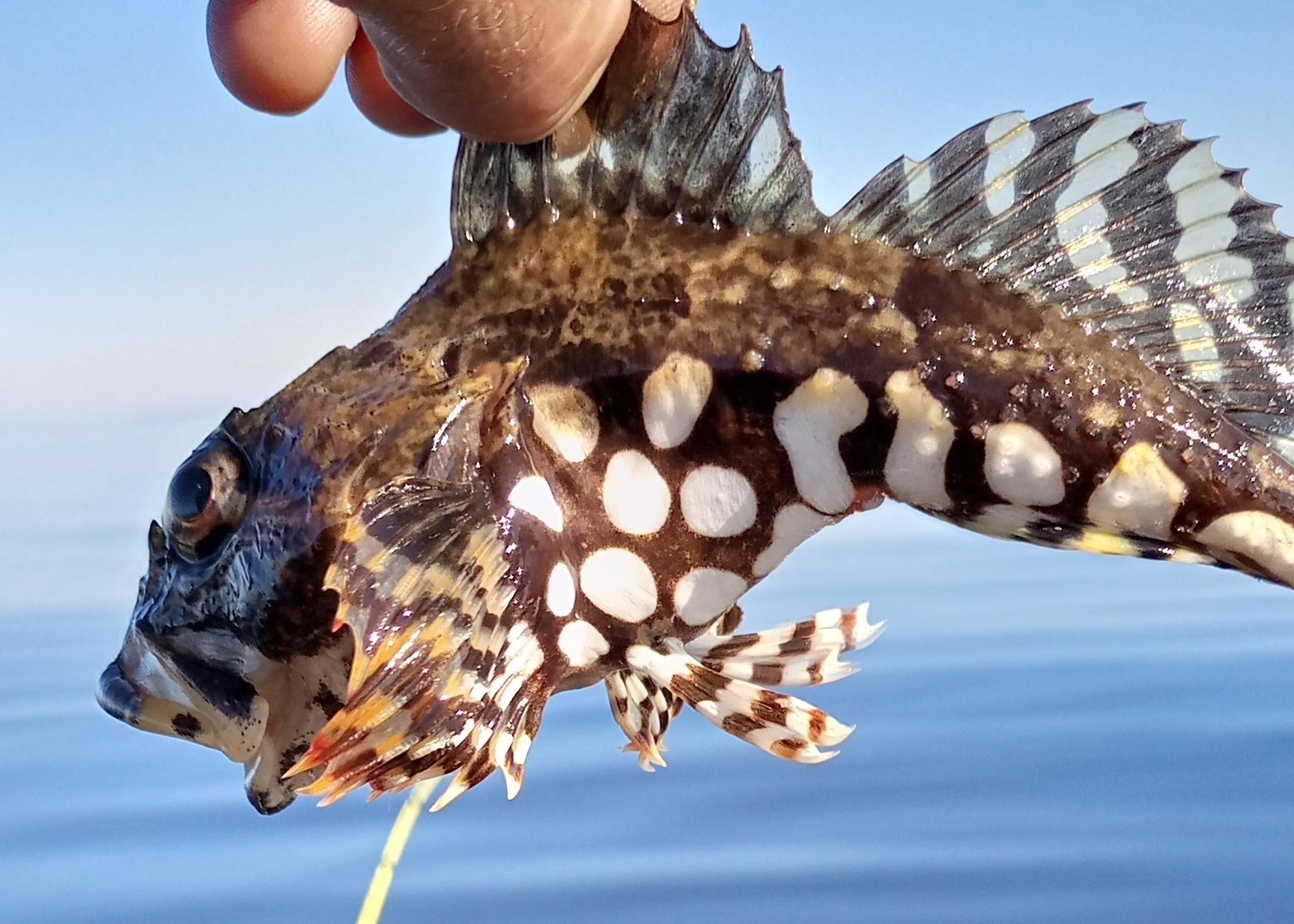 Первый раз за треской