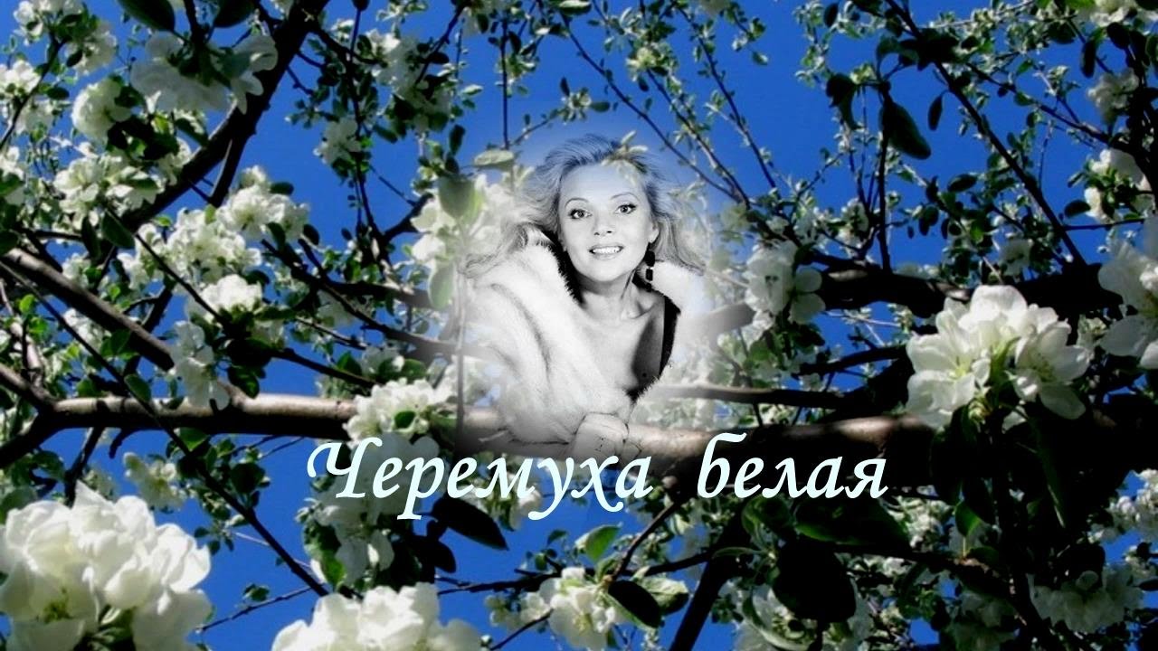 Белая черемуха кто исполняет. Черемуха белая Журавлева.