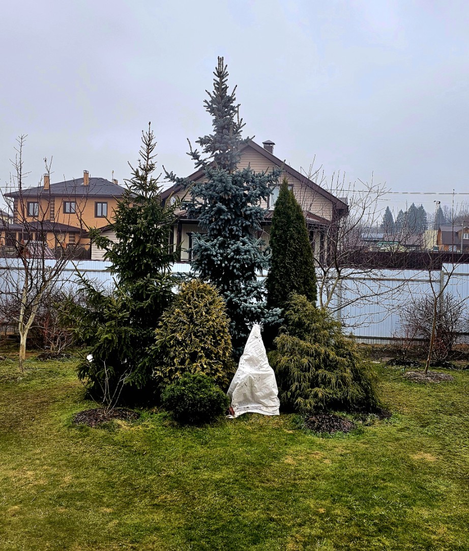 А снега нет...