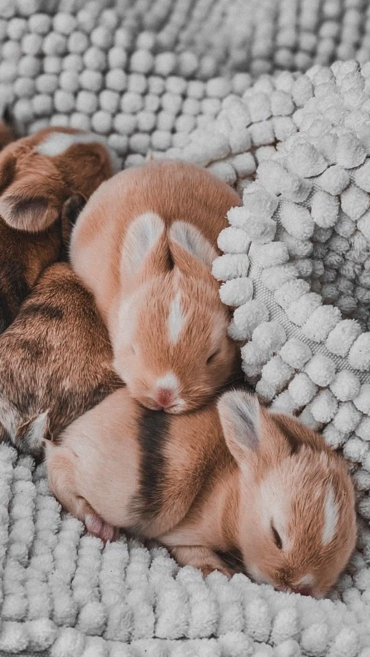 Спят устаые зайчушты