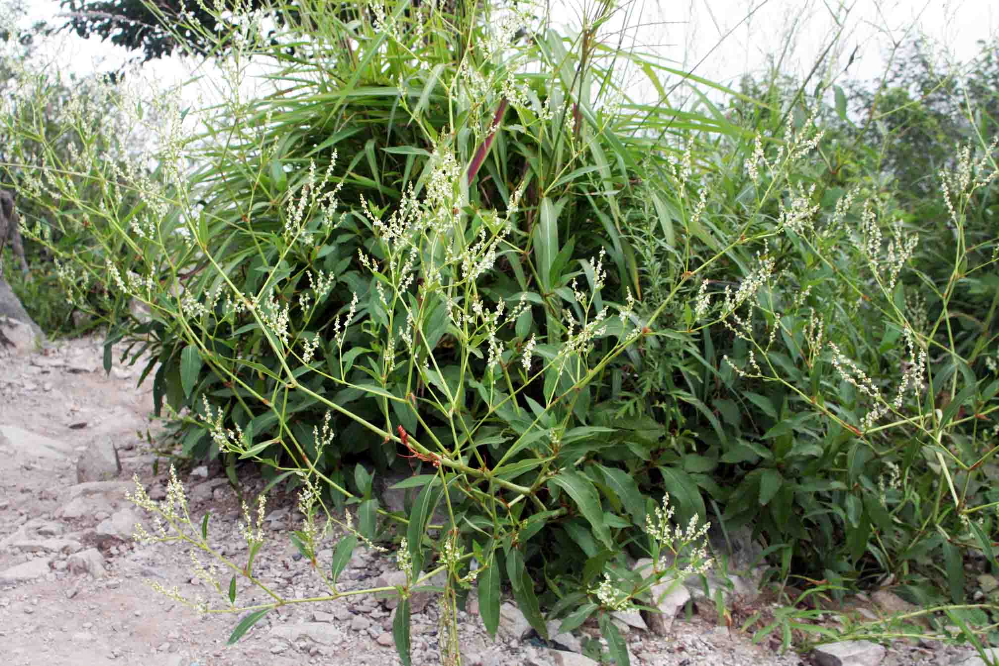 Растение таран