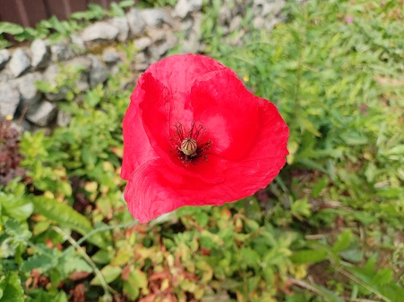 2025г. У ней со мной пропала гордость. 1226