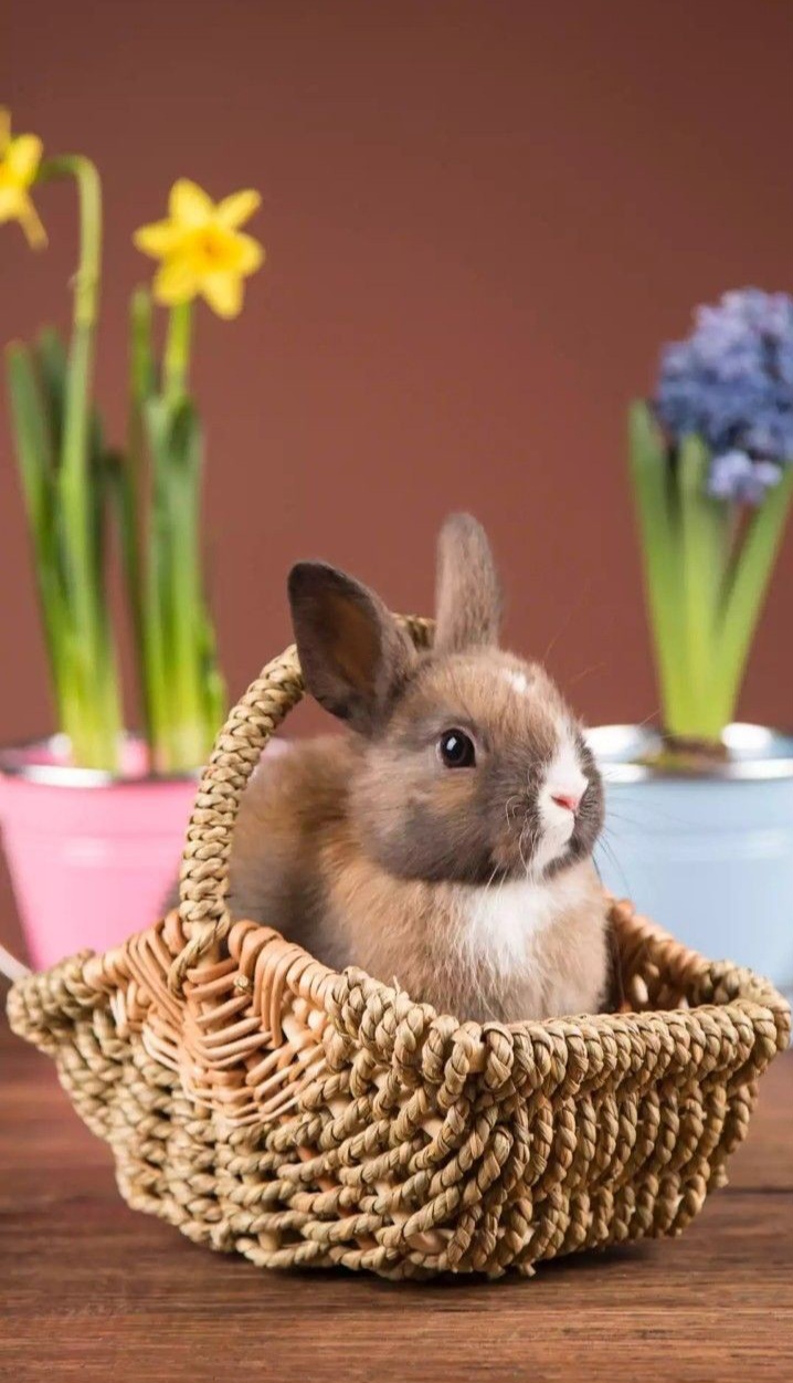 зАйчит-пЕвацвет в тозИнте