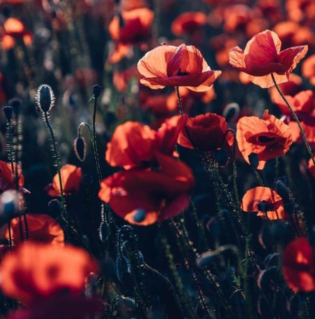 Я больше не ропщу