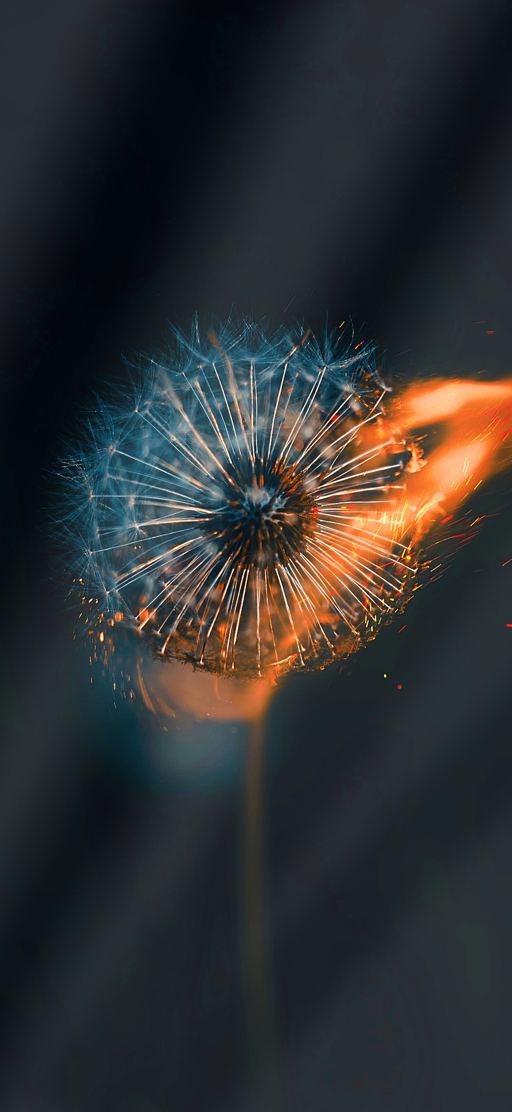 Ты безвольная овечка