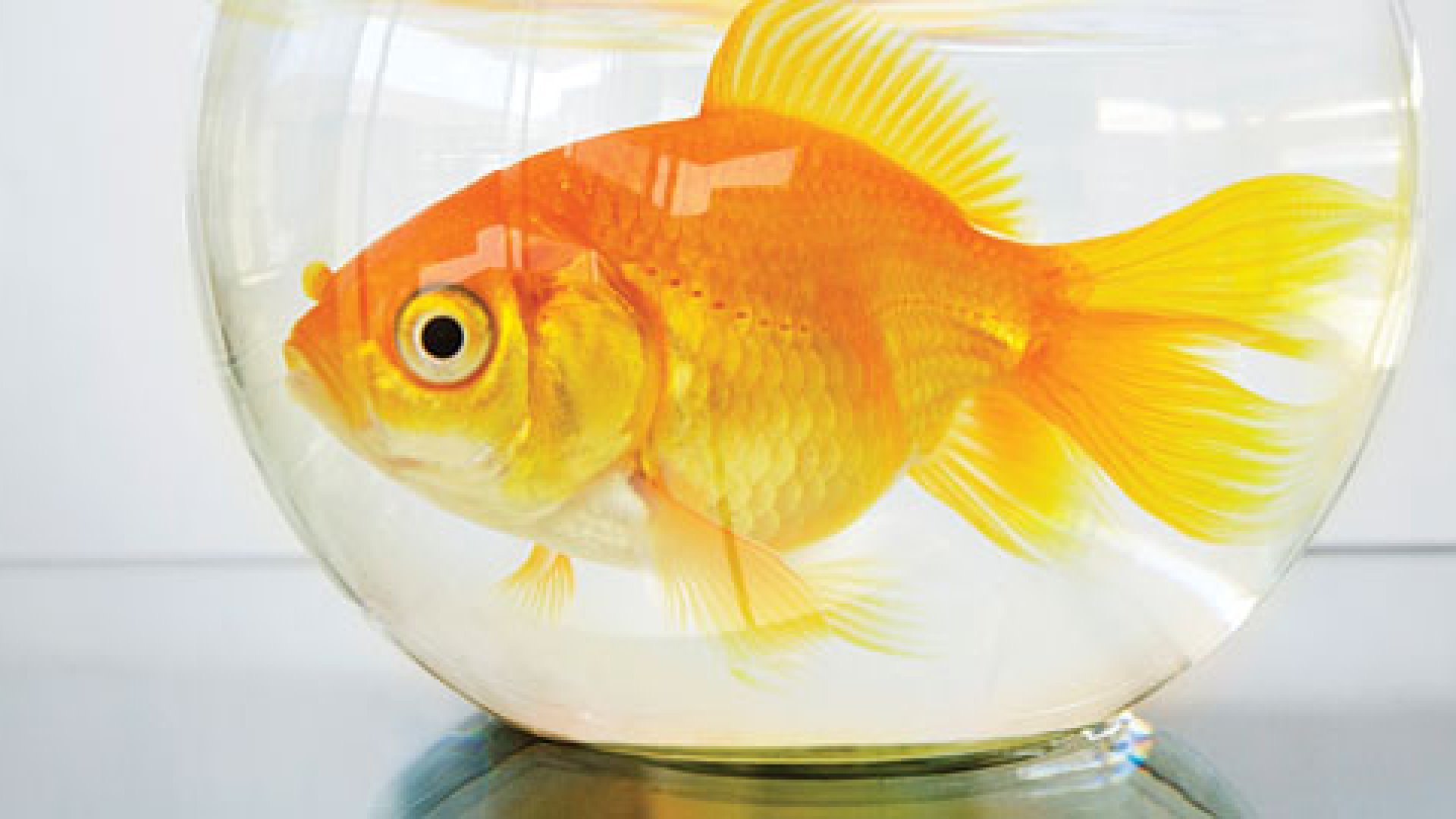 Сказка о золотой рыбке