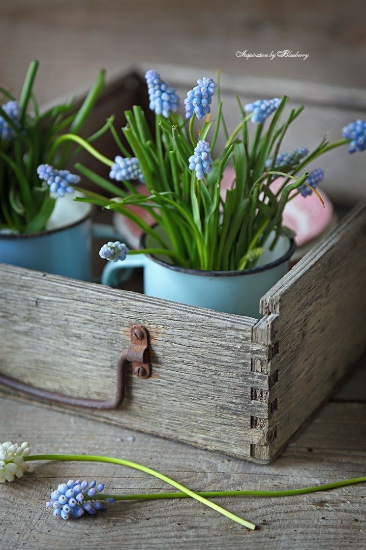 В старом ящичке мускари