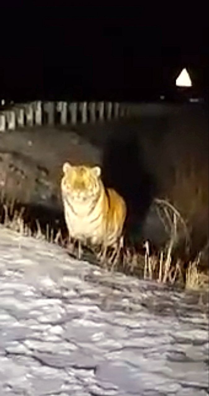 Тигр с Амура 401