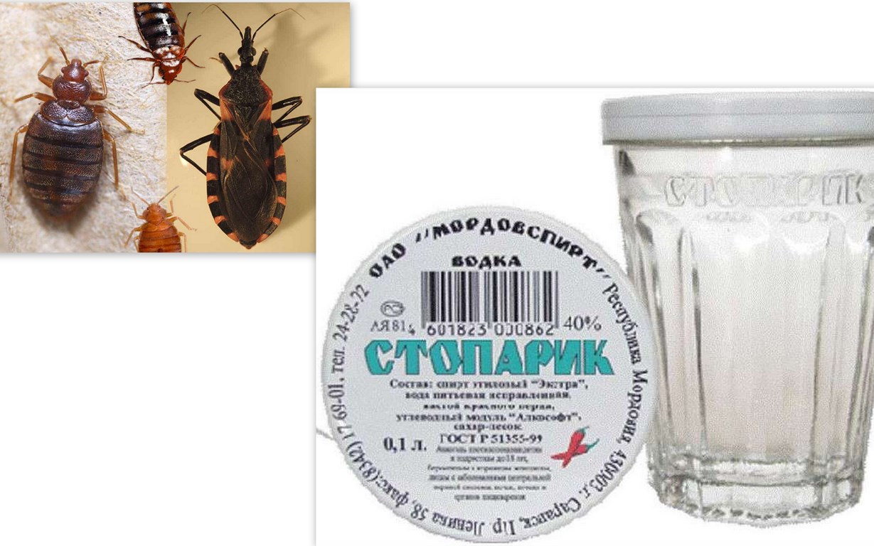 Вдруг кусанул Вас клопус нормалис