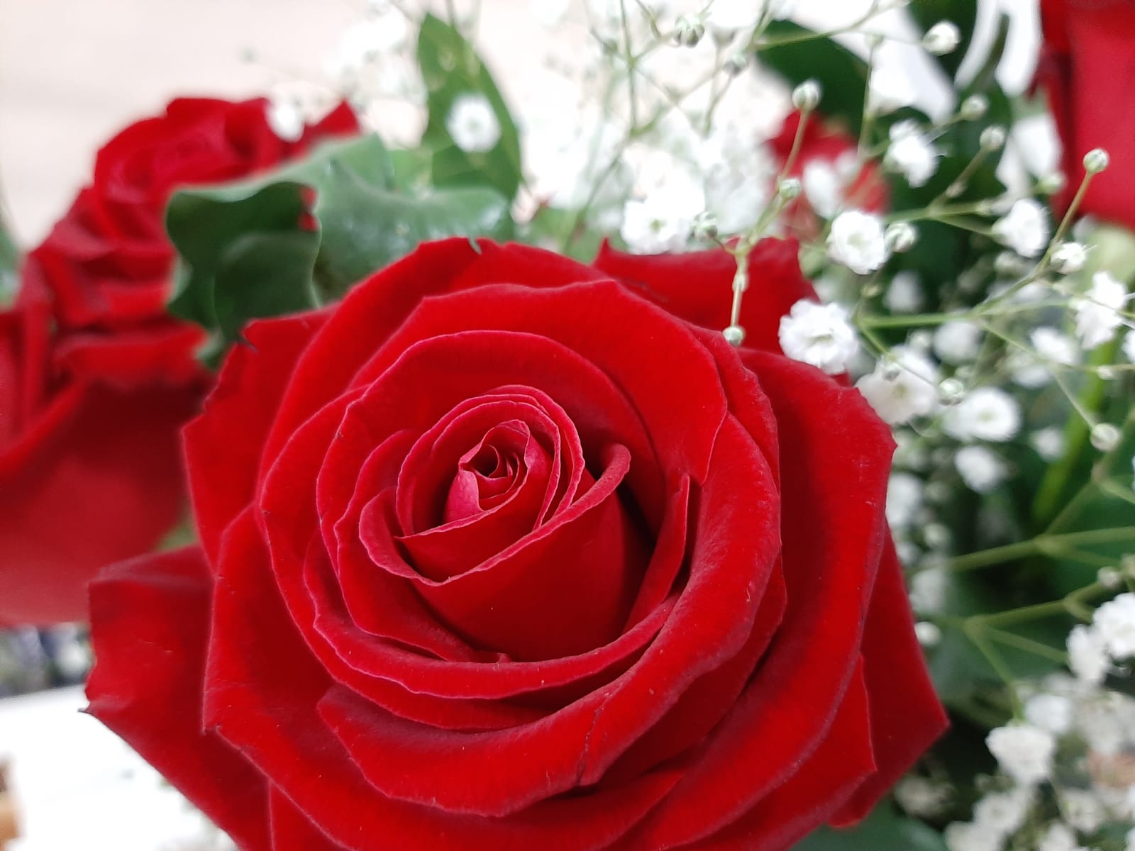 Душистый аромат изящной розы