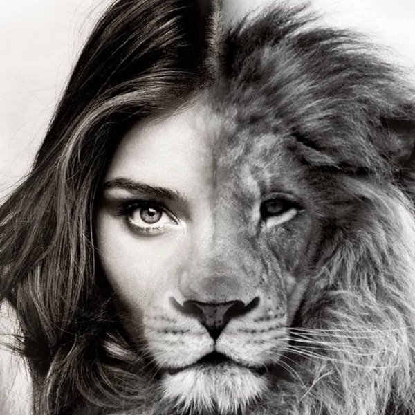 Я - смесь бульдога с носорогом