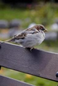 Мама - выдумщица