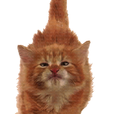 Котик, рыженькие лапки