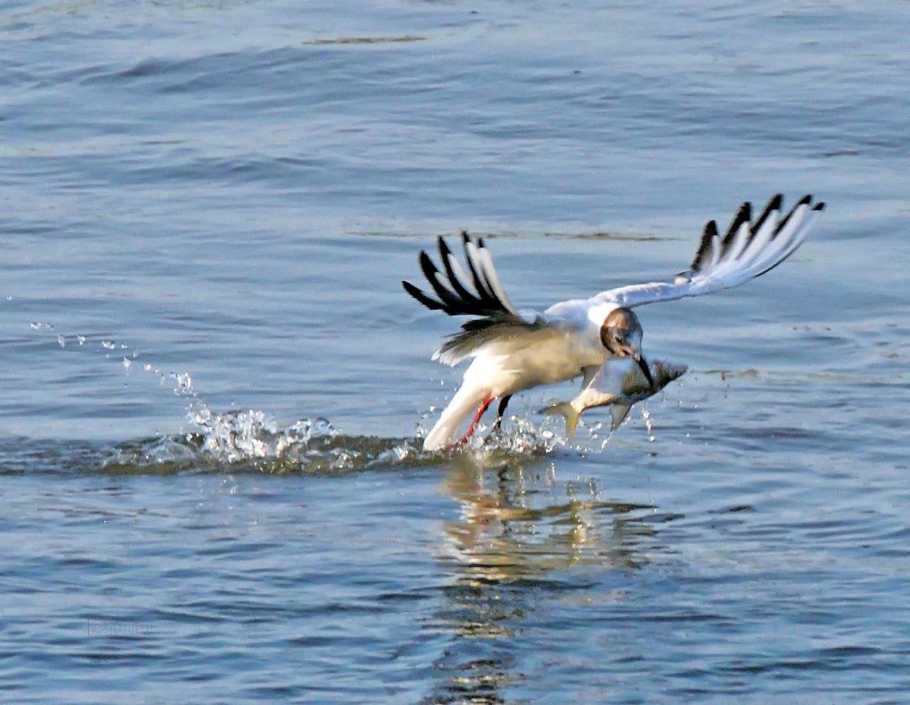 Даёшь иваси! 408