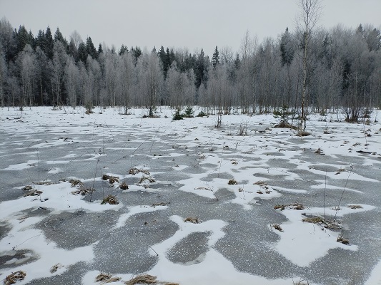 2025г. Опять Вы в дальние года. 1230