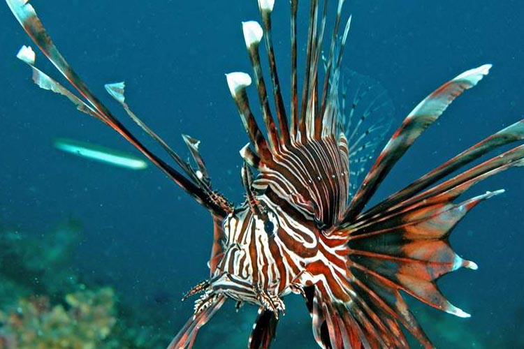 Всемирный заплыв