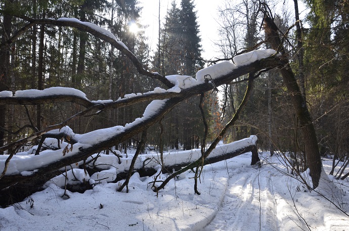 2025г. Наверно не было дня в сроке. 1231