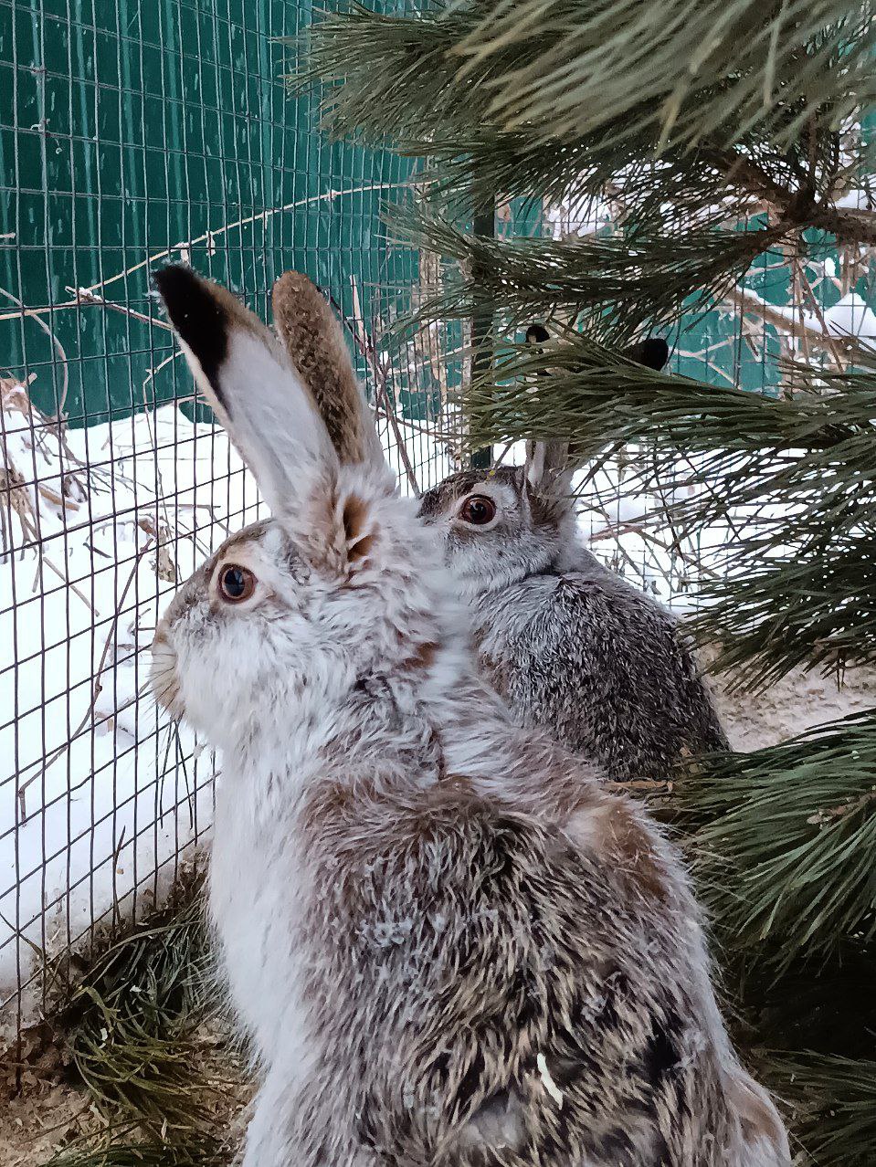 Песня влюблённого зайца. Мы посидим с тобой...