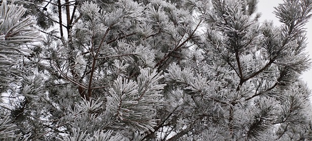 2025г. Не Вы ли песни громко пели. 1232