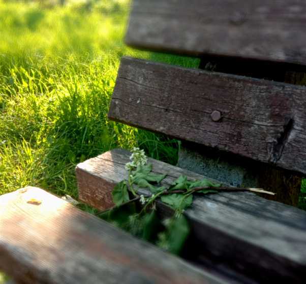 Подорожник