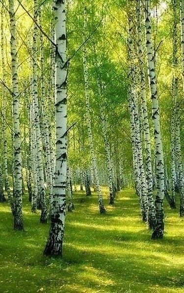 Берёзовая роща