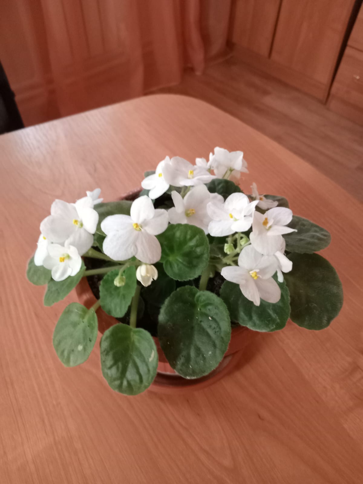 Белая фиалка, красная герань