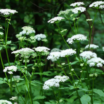 Сныть обыкновенная