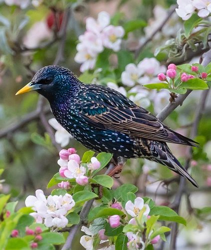Поёт скворец Германн Лёнс
