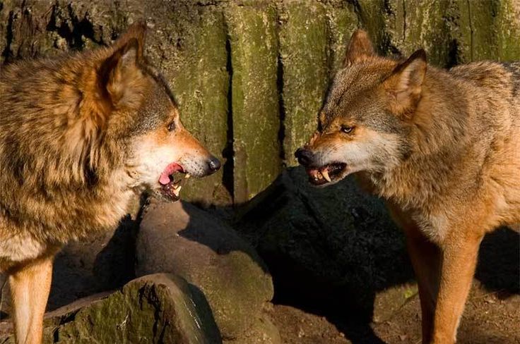 Волк волку лапу не откусит