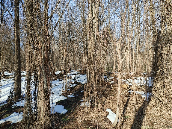 2025г. Зачем весною обостряться. 1239