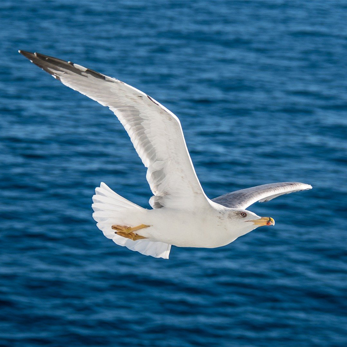 ИМЯ человека..