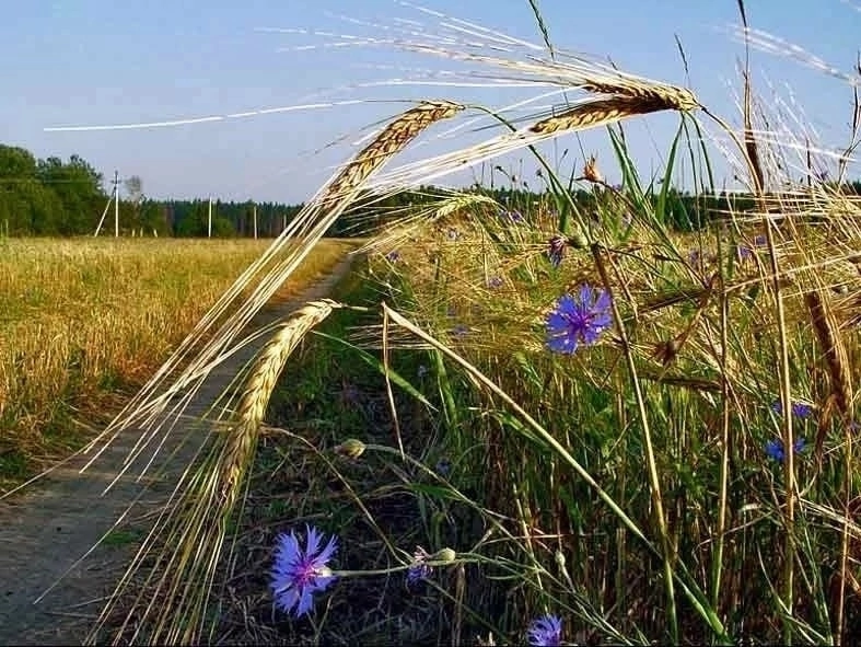 Синие ромашки, белый василёк