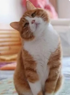 Лапушка - царапушка