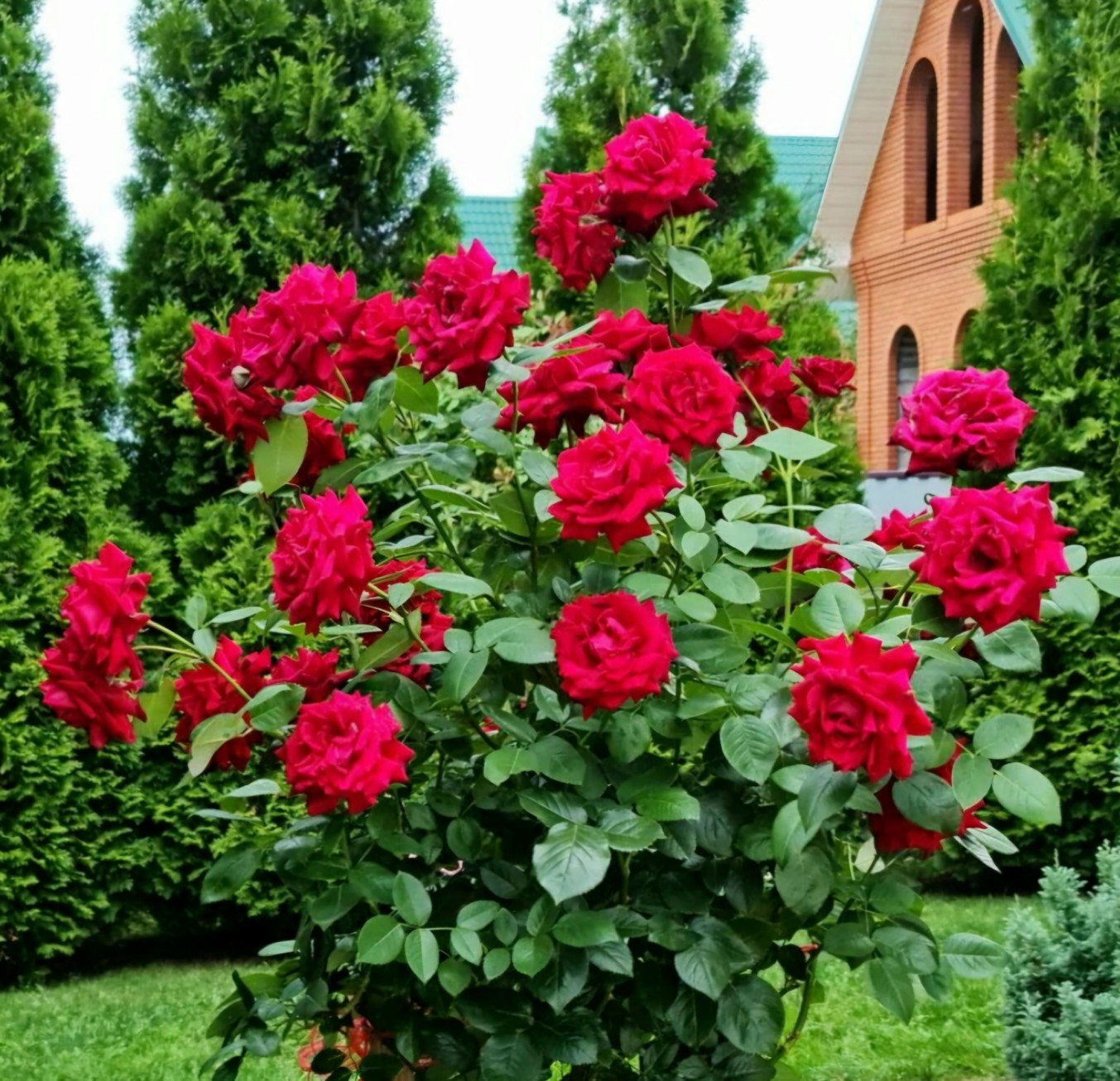 Милым женщинам...