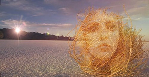 Перекати-поле