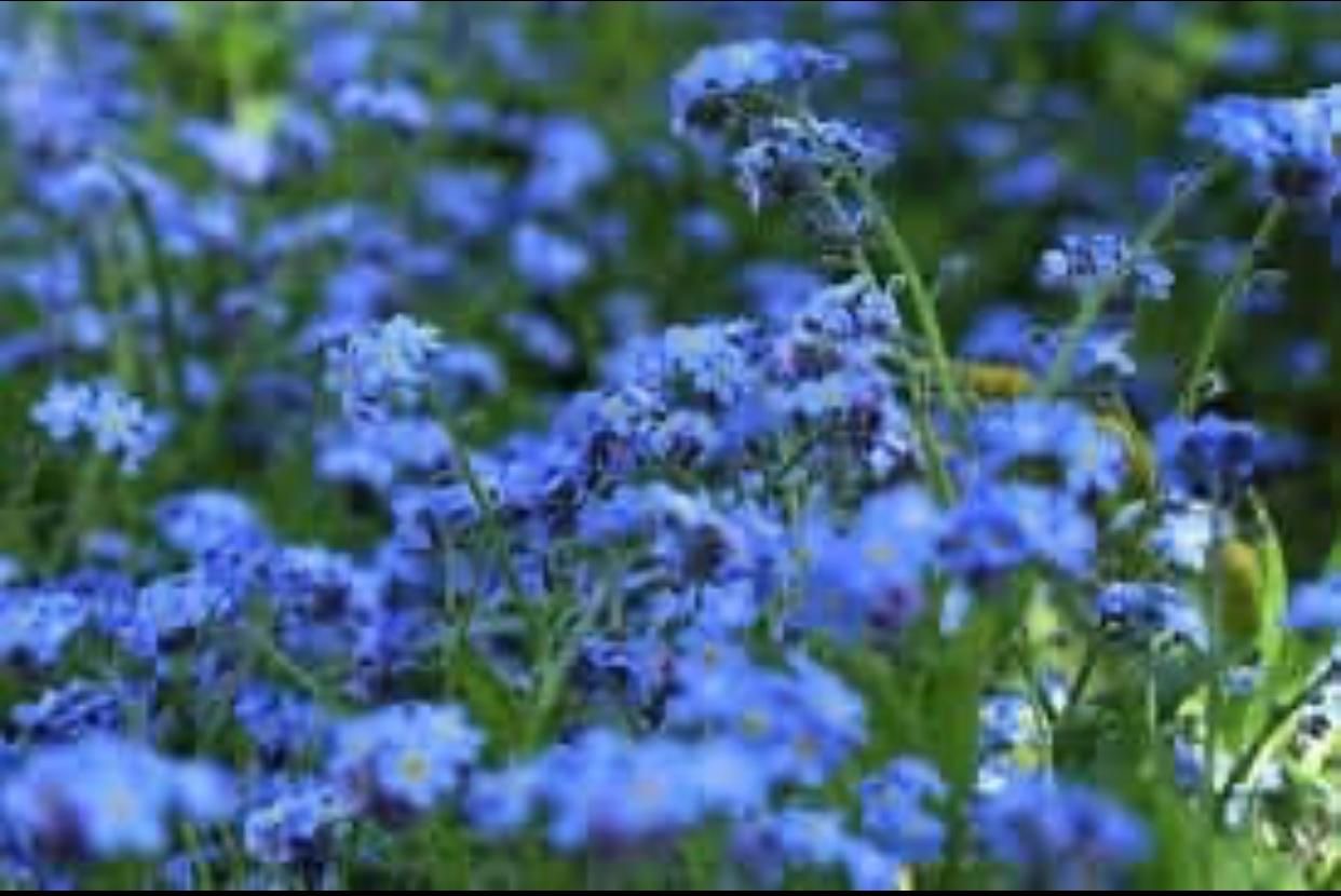 Незабудка. от лица мужчины