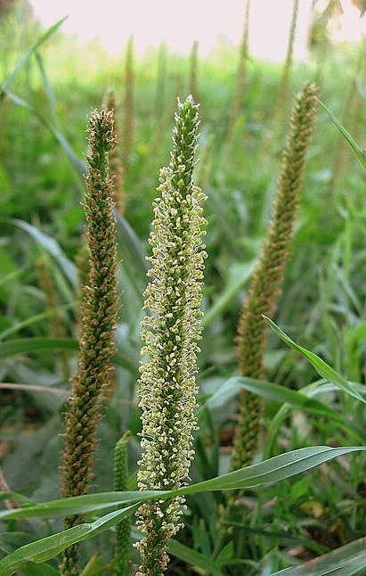 Подорожник