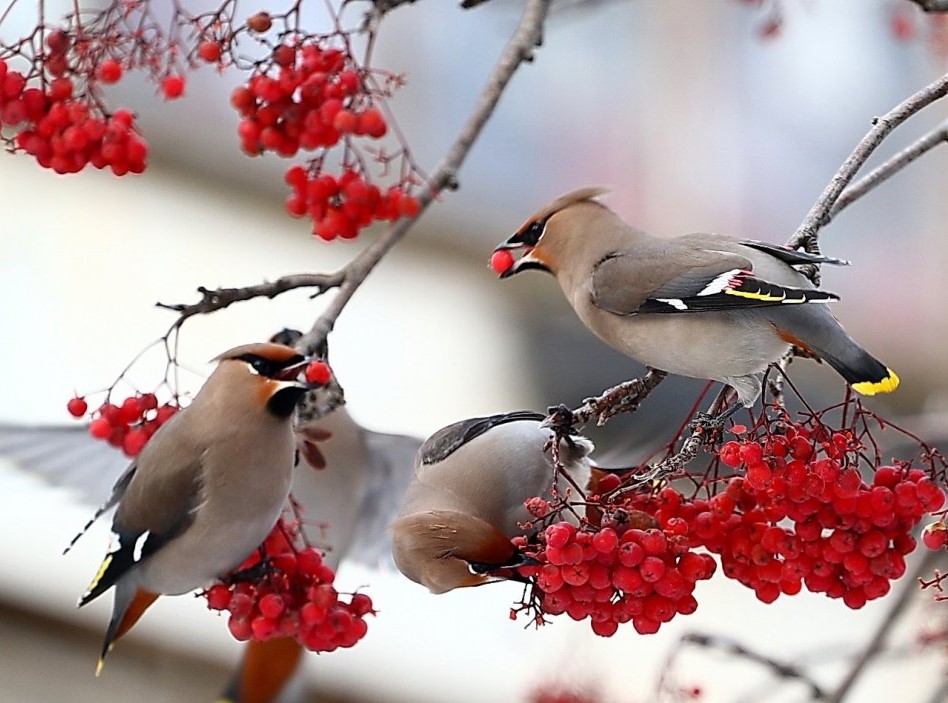 Свиристели и рябина