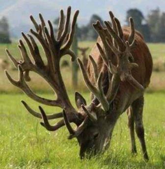 И как, дорогой? Ходить с рогами приятно?