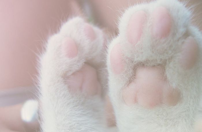 Розовые лапочки...