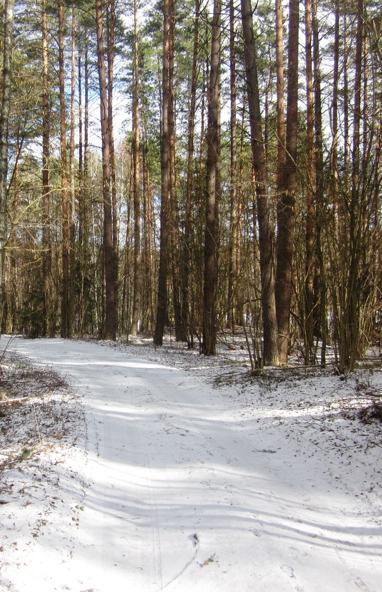 Всего лишь припорошила свой след