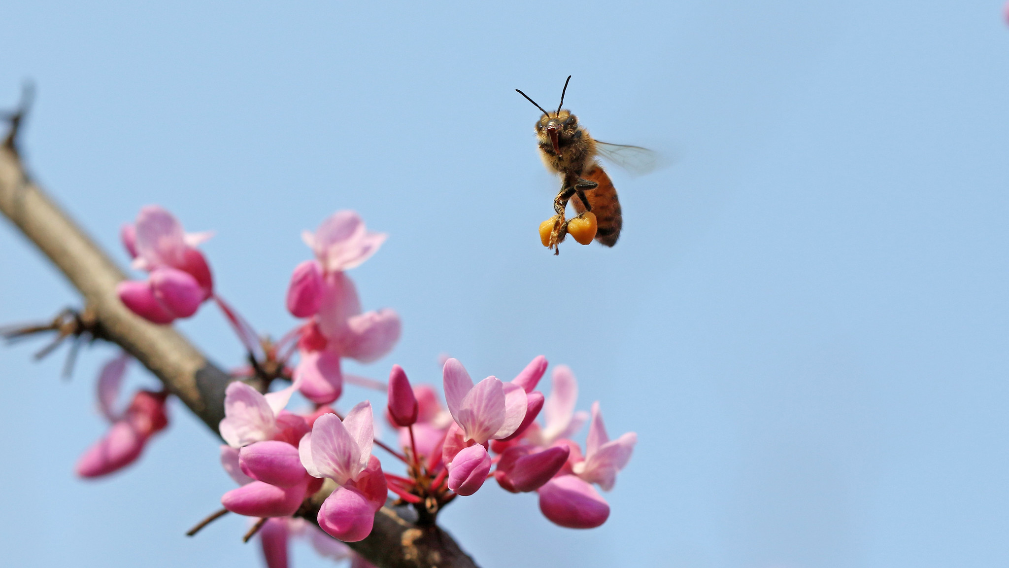 Виват, Весна!