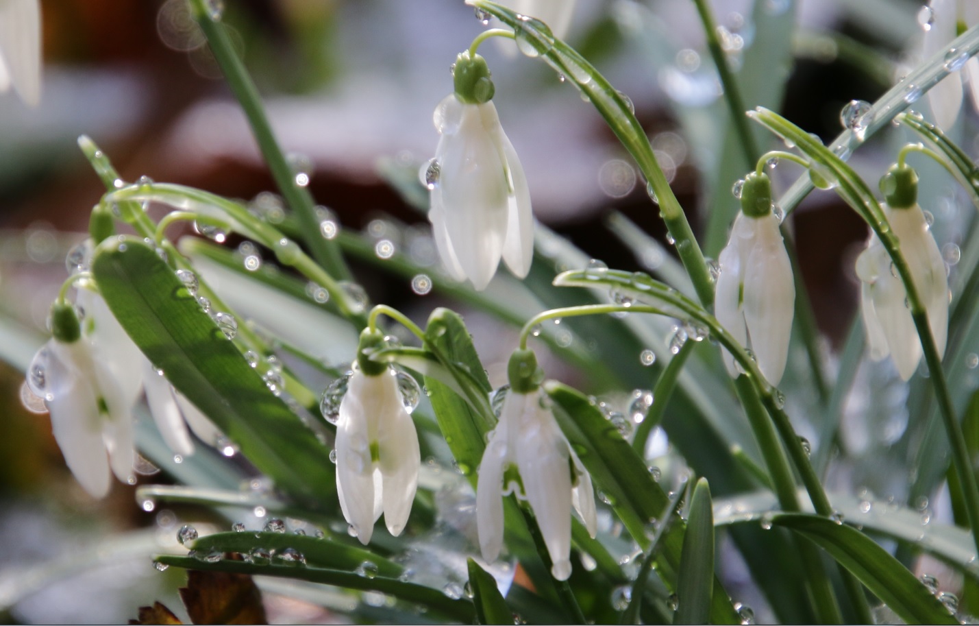 В нём аромат, дыхание весны...