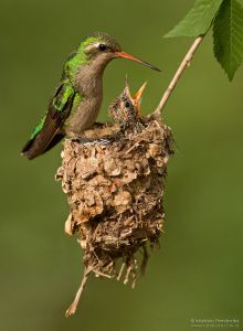 Вот таков заморский стриж