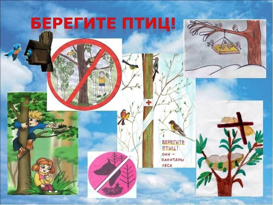 Берегите птиц и зверей