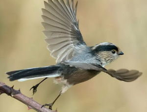 Взлетела птица с ветки