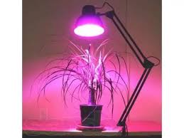 Розовый свет